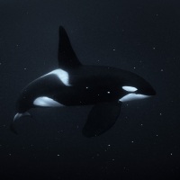 Příběhy divokého oceánu / Wild Ocean Stories © George Karbus: Kosatka opouští místo lovu, kde zůstávají plavat pouze šupiny herynků. Severní Norsko, Polární kruh / Killer whale is leaving its hunting place where only herring scales remain. Northern Norway, Arctic Circle