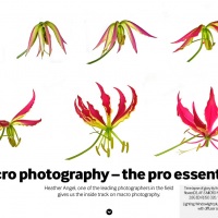 Nikon Pro Wild