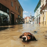 Praha pod vodou / Prague underwater © PETR JOSEK: Pes plave v zatopené ulici Uherského Hradiště, 11. 7. 1997 – Fotografie roku Czech Press Photo 1997 / Dog swiming in the flooded street of Uherské Hradiště, 11. 7. 1997– Photograph of the Year Czech Press Photo 1997