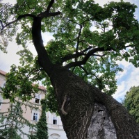 AF DX Fisheye Nikkor 10,5 mm F2,8G ED
