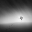 Zimní solitér | Foto Tomáš Tisoň