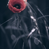 Okamžik květu, foto Věra Smolíková
