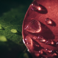 Rosa, foto Věra Smolíková