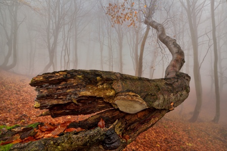 Krajina Tomáše Morkese v Nikon Photo Gallery