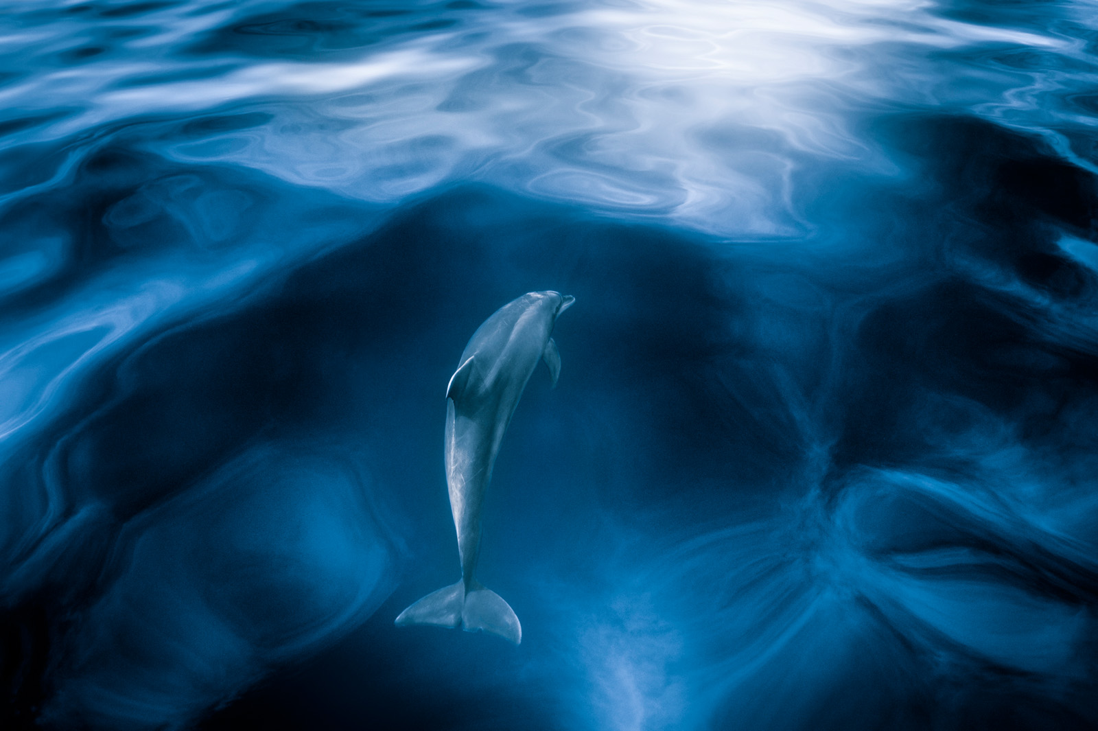 Příběhy divokého oceánu / Wild Ocean Stories © George Karbus: Delfín skákavý si užívá klidné hladiny v ranním rozbřesku u ostrova Tennerife / Bottlenose dolphin enjoys the calm water surface at sunrise near Tenerife