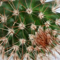 Kaktus | clona F16, čas 1,3 s, ISO 64, korekce EV -1/3