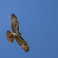 Nikon Z 9 + NIKKOR Z 800 mm f/6,3 VR S | čas 1/1250 s, clona F6,3, ISO 320