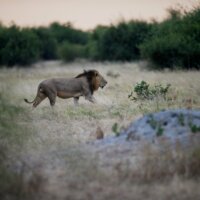 Chobe National Park, Botswana, květen 2022 | Foto Stanislav Krupař