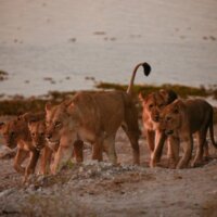 Chobe National Park, Botswana, květen 2022 | Foto Stanislav Krupař