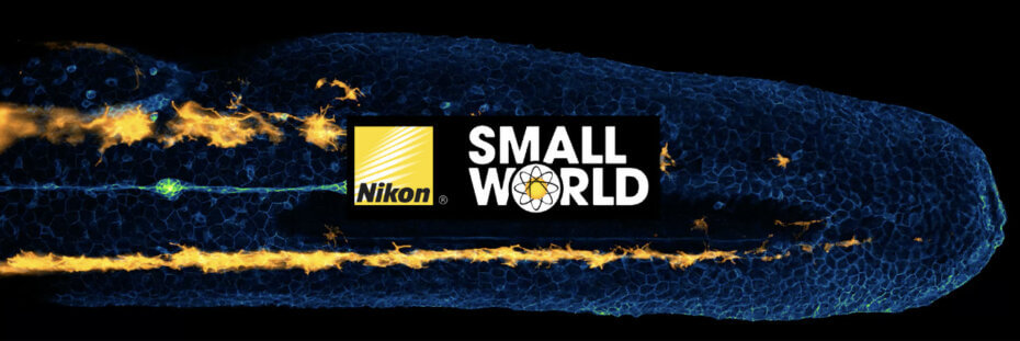 Vítězové soutěže Nikon Small World in Motion 2022