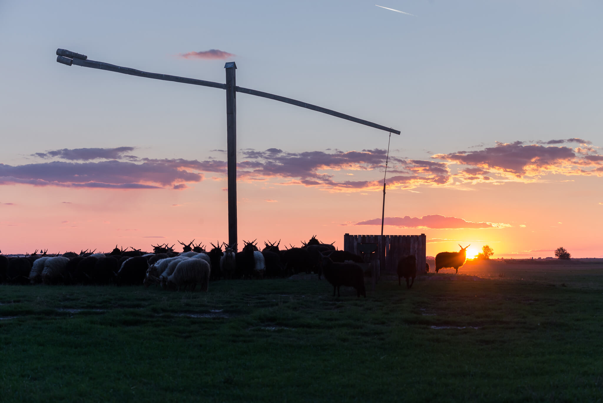 Zapadající slunce jsem využil na vytvoření siluet rohatých ovcí | Foto Julo Kotus