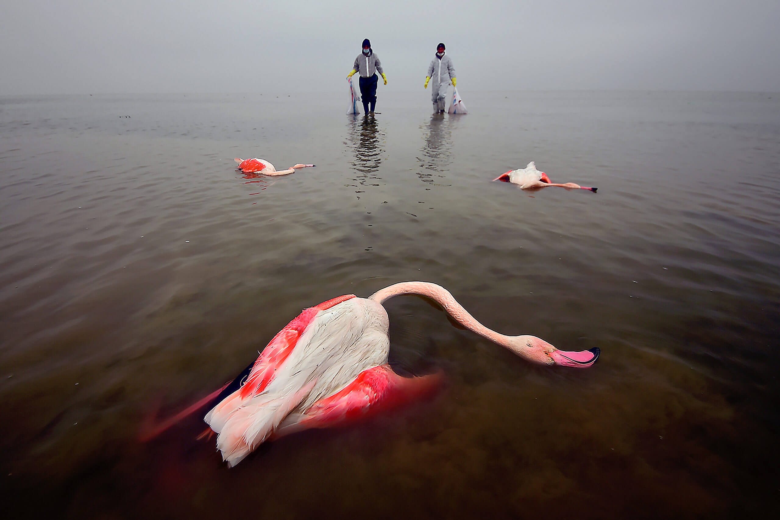 Environmental Photographer of the Year: The Bitter Death of Birds (Trpká smrt ptáků), Mehdi Mohebi Pour, 2021