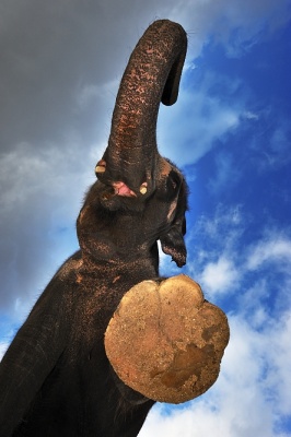 Slon indický - Delhi, Zoo Ústí nad Labem | Foto Petr Slavík